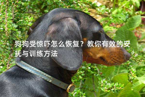 狗狗受惊吓怎么恢复？教你有效的安抚与训练方法