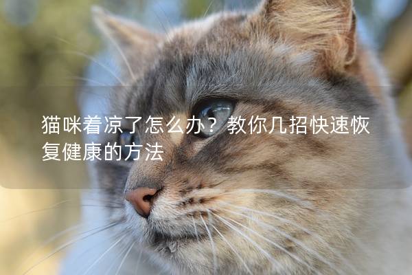 猫咪着凉了怎么办？教你几招快速恢复健康的方法