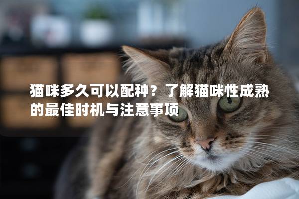 猫咪多久可以配种？了解猫咪性成熟的最佳时机与注意事项