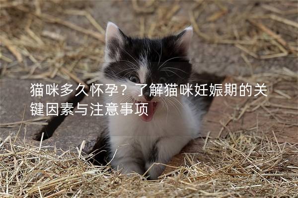 猫咪多久怀孕？了解猫咪妊娠期的关键因素与注意事项