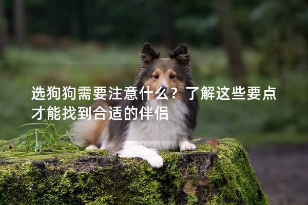 选狗狗需要注意什么？了解这些要点才能找到合适的伴侣