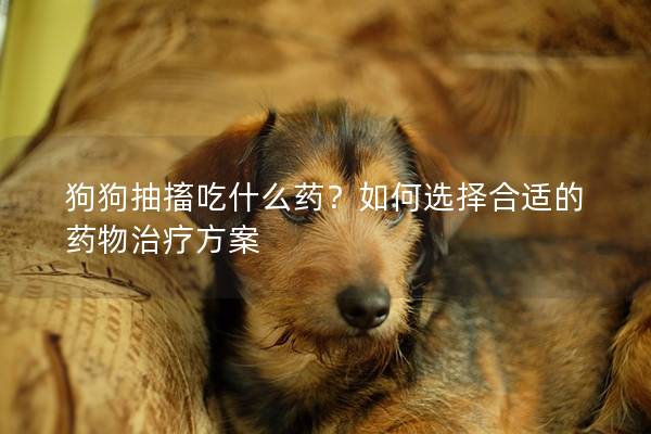 狗狗抽搐吃什么药？如何选择合适的药物治疗方案