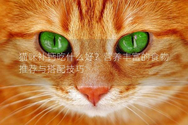 猫咪补钙吃什么好？营养丰富的食物推荐与搭配技巧