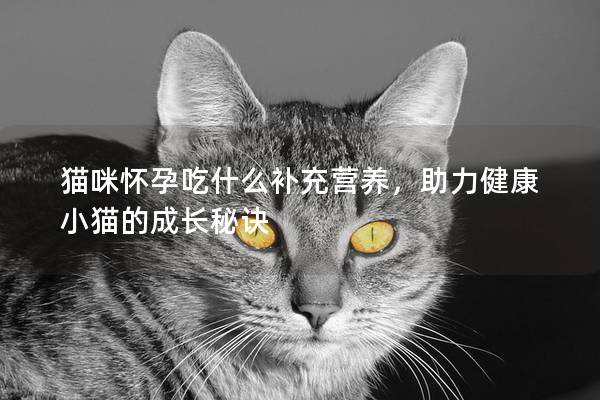 猫咪怀孕吃什么补充营养，助力健康小猫的成长秘诀