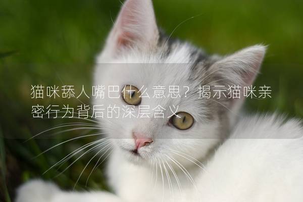 猫咪舔人嘴巴什么意思？揭示猫咪亲密行为背后的深层含义