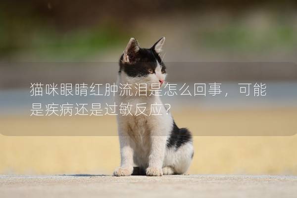 猫咪眼睛红肿流泪是怎么回事，可能是疾病还是过敏反应？