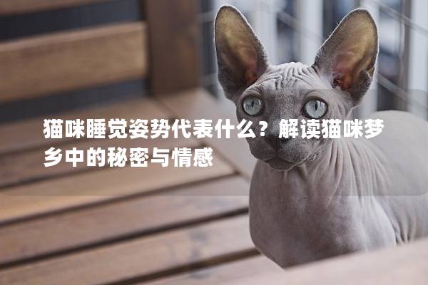 猫咪睡觉姿势代表什么？解读猫咪梦乡中的秘密与情感