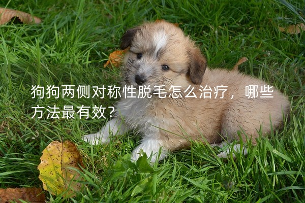 狗狗两侧对称性脱毛怎么治疗，哪些方法最有效？