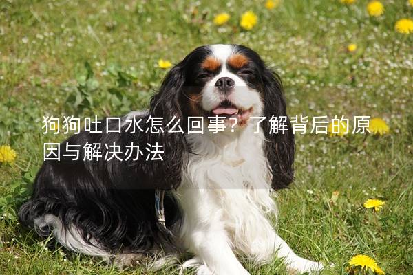 狗狗吐口水怎么回事？了解背后的原因与解决办法