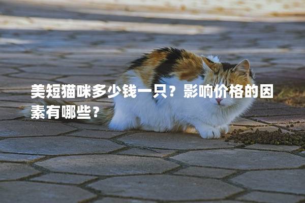 美短猫咪多少钱一只？影响价格的因素有哪些？