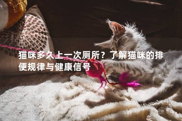 猫咪多久上一次厕所？了解猫咪的排便规律与健康信号