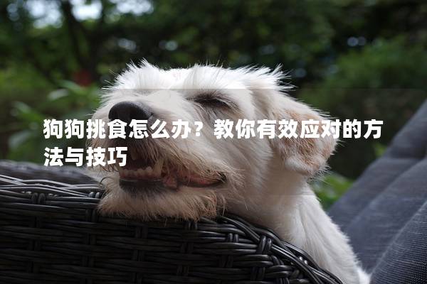 狗狗挑食怎么办？教你有效应对的方法与技巧