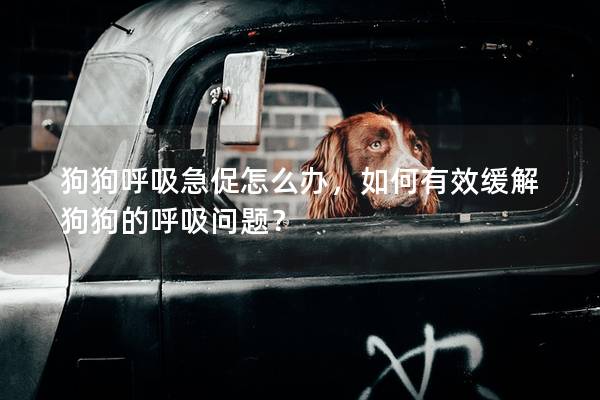 狗狗呼吸急促怎么办，如何有效缓解狗狗的呼吸问题？