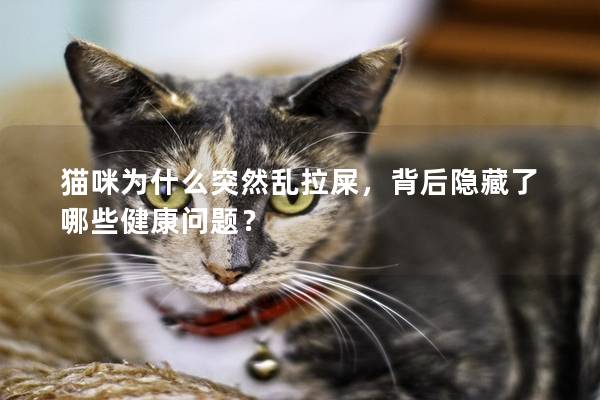 猫咪为什么突然乱拉屎，背后隐藏了哪些健康问题？