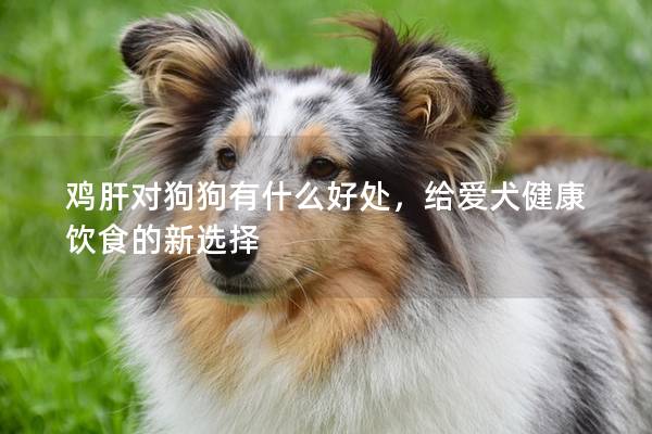 鸡肝对狗狗有什么好处，给爱犬健康饮食的新选择