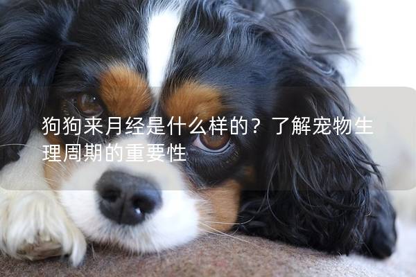 狗狗来月经是什么样的？了解宠物生理周期的重要性