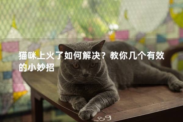 猫咪上火了如何解决？教你几个有效的小妙招