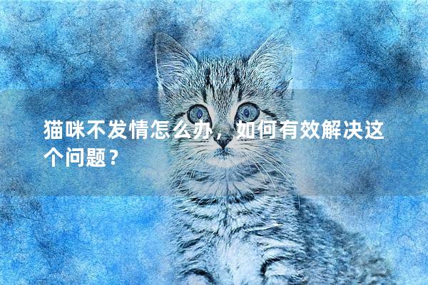 猫咪不发情怎么办，如何有效解决这个问题？