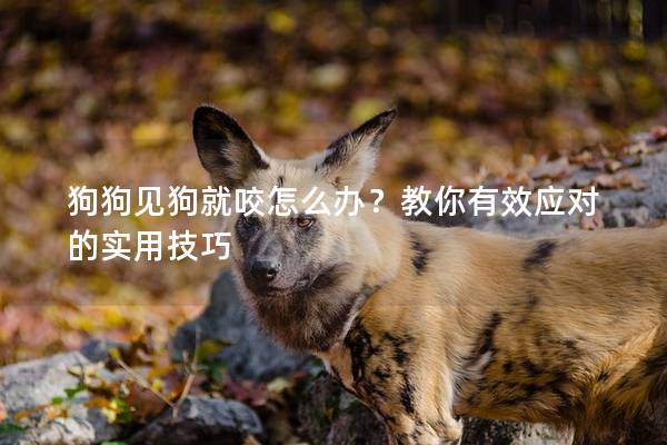 狗狗见狗就咬怎么办？教你有效应对的实用技巧