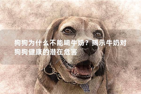 狗狗为什么不能喝牛奶？揭示牛奶对狗狗健康的潜在危害