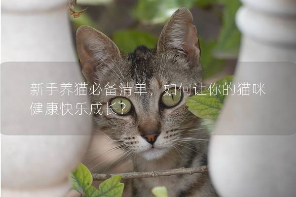 新手养猫必备清单，如何让你的猫咪健康快乐成长？