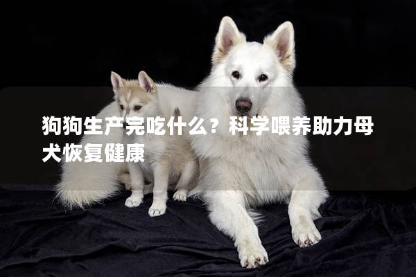 狗狗生产完吃什么？科学喂养助力母犬恢复健康