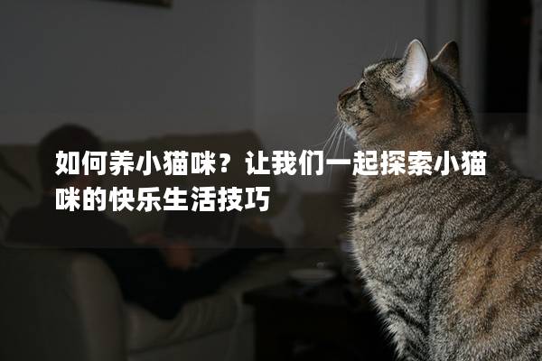 如何养小猫咪？让我们一起探索小猫咪的快乐生活技巧