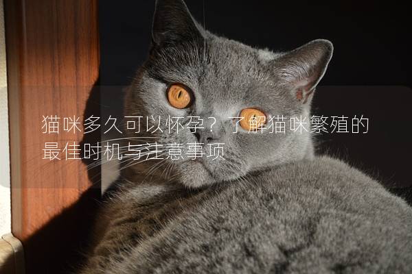 猫咪多久可以怀孕？了解猫咪繁殖的最佳时机与注意事项