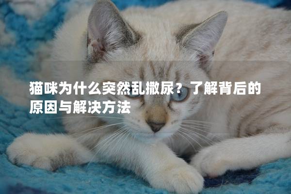 猫咪为什么突然乱撒尿？了解背后的原因与解决方法