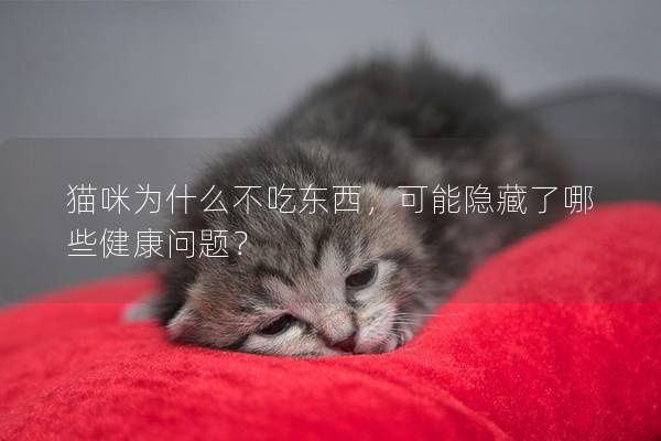 猫咪为什么不吃东西，可能隐藏了哪些健康问题？