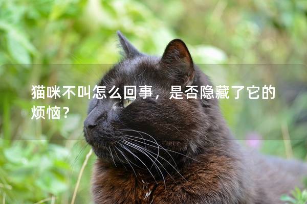 猫咪不叫怎么回事，是否隐藏了它的烦恼？