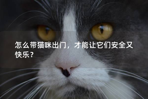 怎么带猫咪出门，才能让它们安全又快乐？