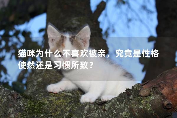 猫咪为什么不喜欢被亲，究竟是性格使然还是习惯所致？