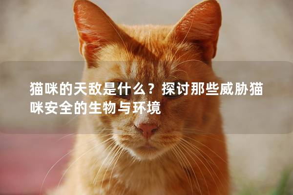 猫咪的天敌是什么？探讨那些威胁猫咪安全的生物与环境