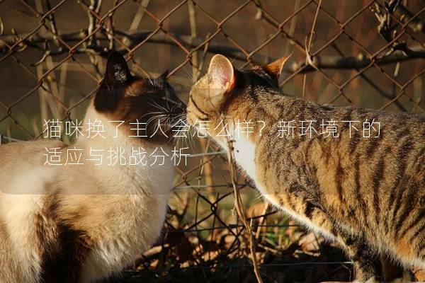 猫咪换了主人会怎么样？新环境下的适应与挑战分析