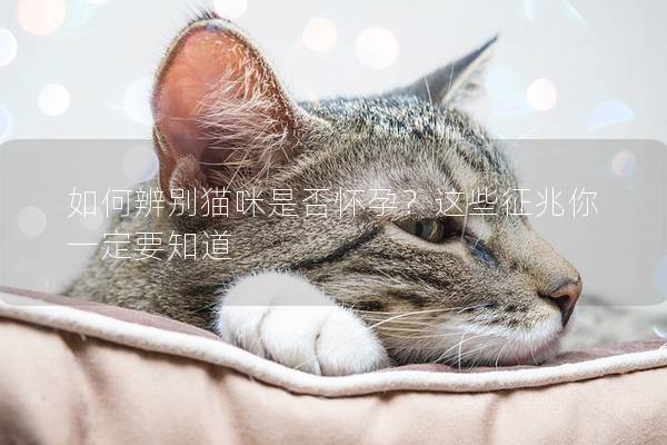 如何辨别猫咪是否怀孕？这些征兆你一定要知道