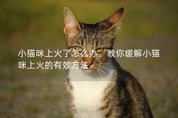 小猫咪上火了怎么办，教你缓解小猫咪上火的有效方法