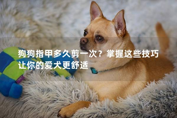 狗狗指甲多久剪一次？掌握这些技巧让你的爱犬更舒适