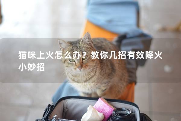 猫咪上火怎么办？教你几招有效降火小妙招