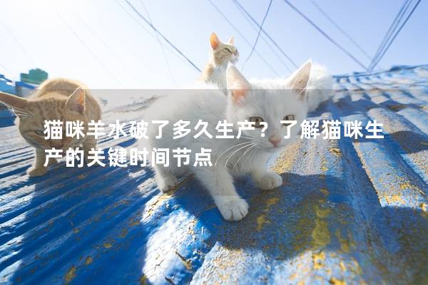 猫咪羊水破了多久生产？了解猫咪生产的关键时间节点