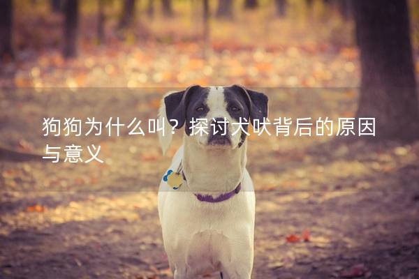 狗狗为什么叫？探讨犬吠背后的原因与意义