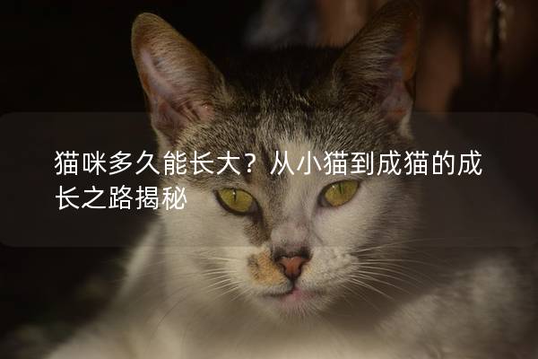 猫咪多久能长大？从小猫到成猫的成长之路揭秘