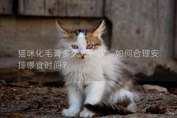 猫咪化毛膏多久吃一次，如何合理安排喂食时间？