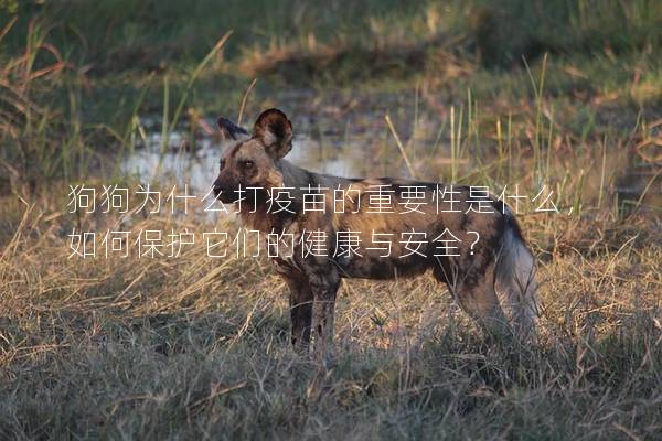 狗狗为什么打疫苗的重要性是什么，如何保护它们的健康与安全？