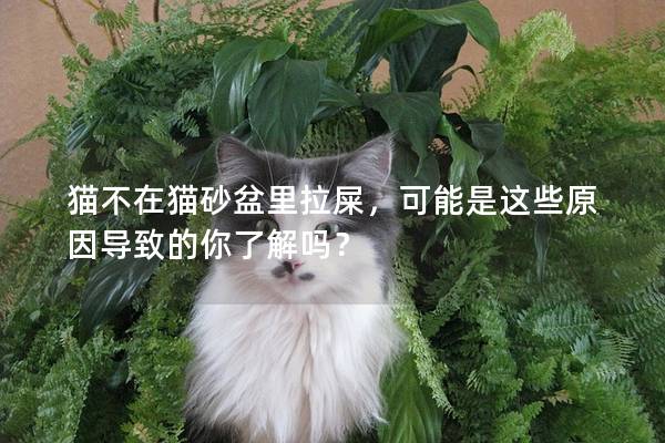 猫不在猫砂盆里拉屎，可能是这些原因导致的你了解吗？