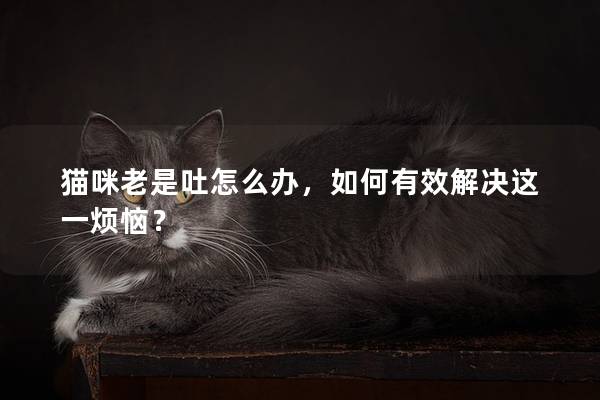 猫咪老是吐怎么办，如何有效解决这一烦恼？