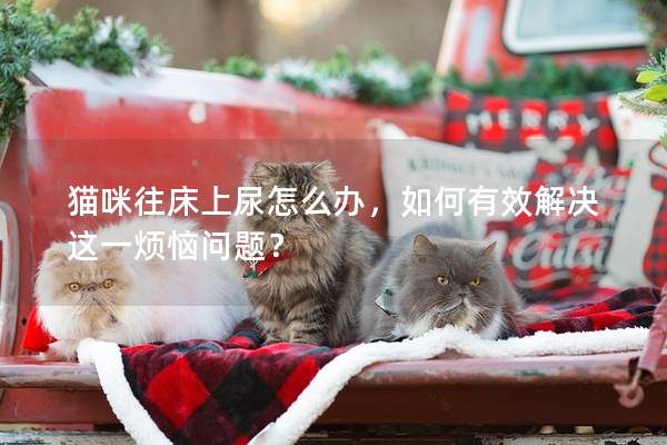 猫咪往床上尿怎么办，如何有效解决这一烦恼问题？