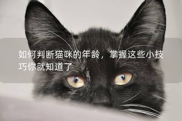 如何判断猫咪的年龄，掌握这些小技巧你就知道了