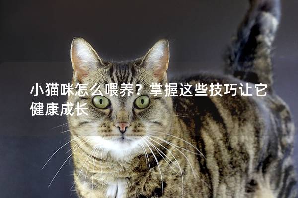 小猫咪怎么喂养？掌握这些技巧让它健康成长