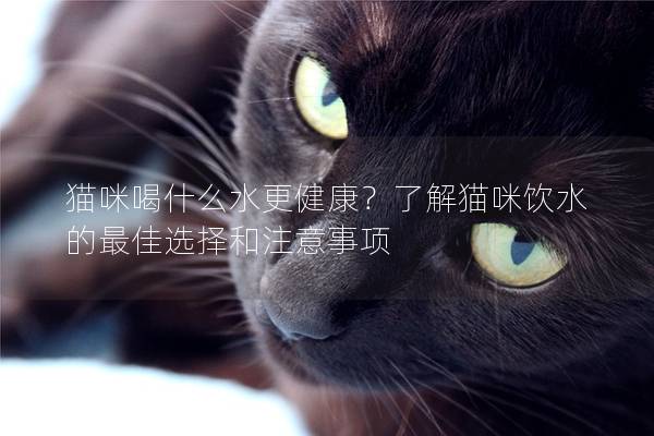 猫咪喝什么水更健康？了解猫咪饮水的最佳选择和注意事项